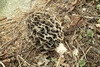 Photo Number 4